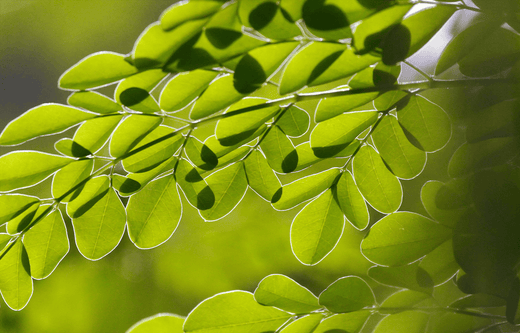 Moringa is a Wonder Veggie - Go-Lacta