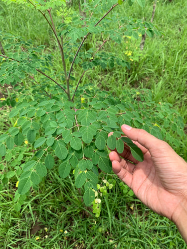 Moringa: The tree that keeps on giving