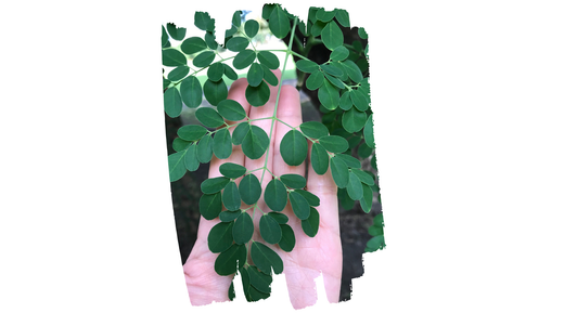 Moringa: Nature to Nurture - Go-Lacta